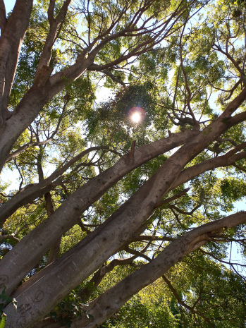 El sol del árbol
